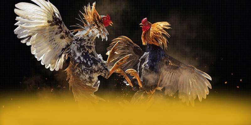 Chương trình thưởng hấp dẫn dành cho thành viên mới và cũ tại BET88