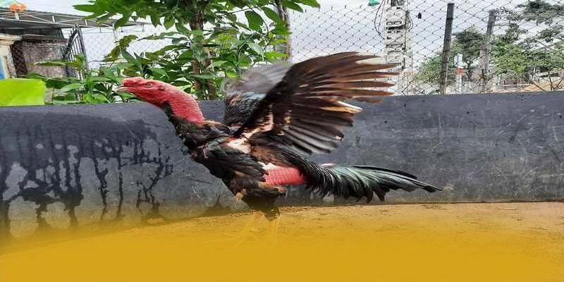 Giới thiệu FB88 - Cổng cá cược uy tín số 1 2026
